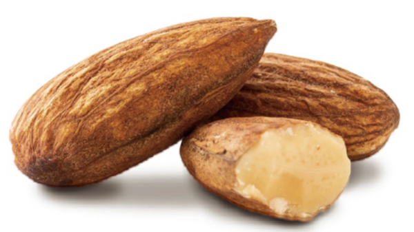 ALMOND TREE SHAKER